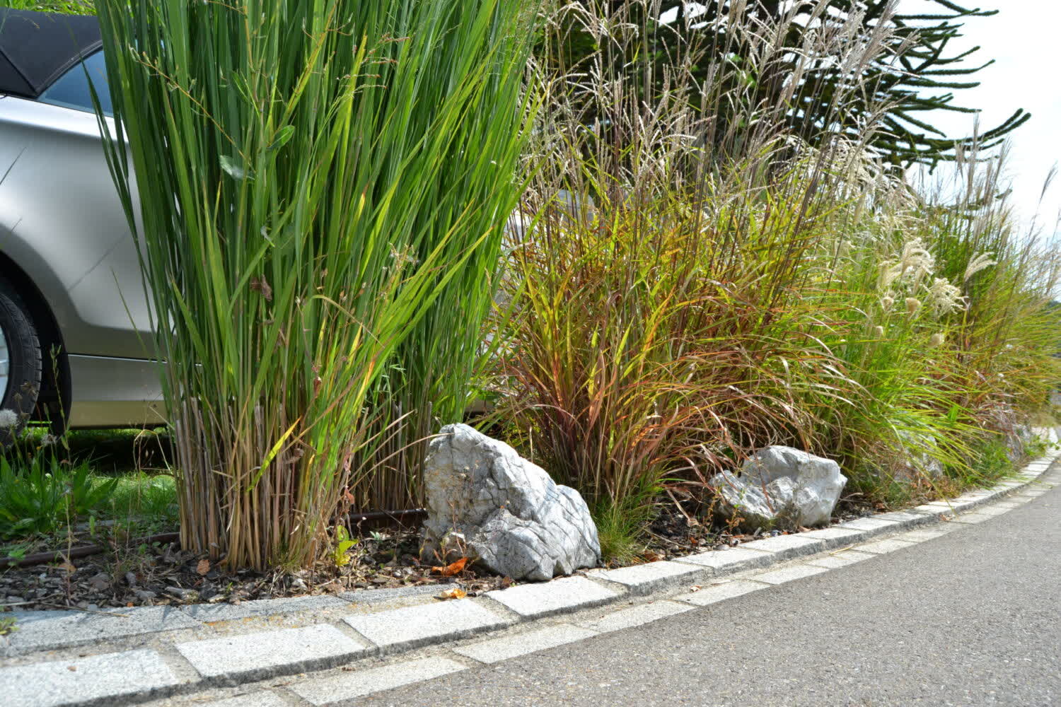 Staudenbeet mit Ziergräsern in Bachenbülach