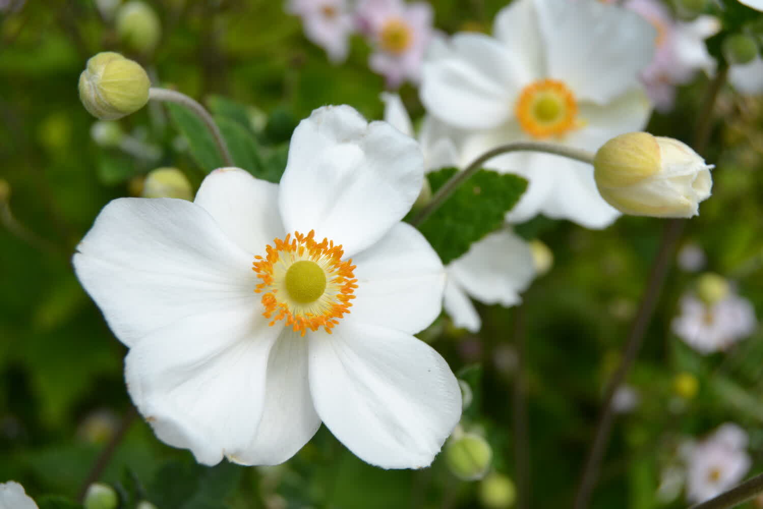Blühende Pflanzen in der Gartengestaltung Bachenbülach