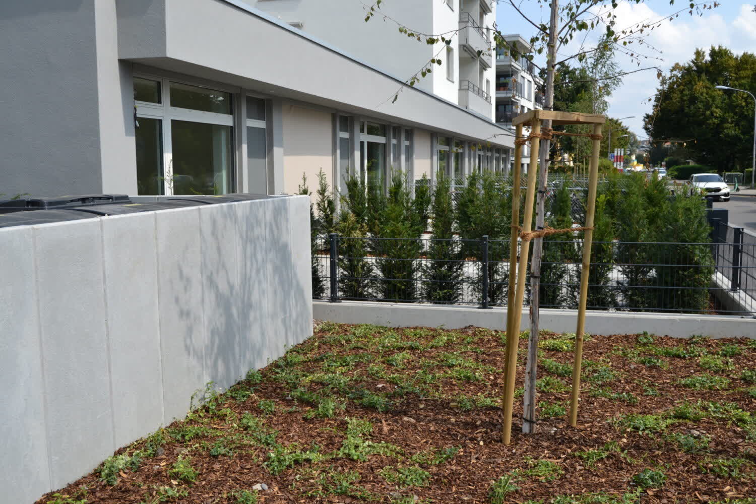 Grünanlage mit Hecken und Jungbäumen in Schwamendingen