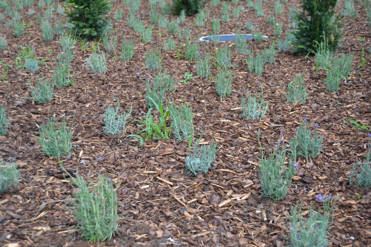 Bepflanzung mit Rindenmulch in Schwamendingen